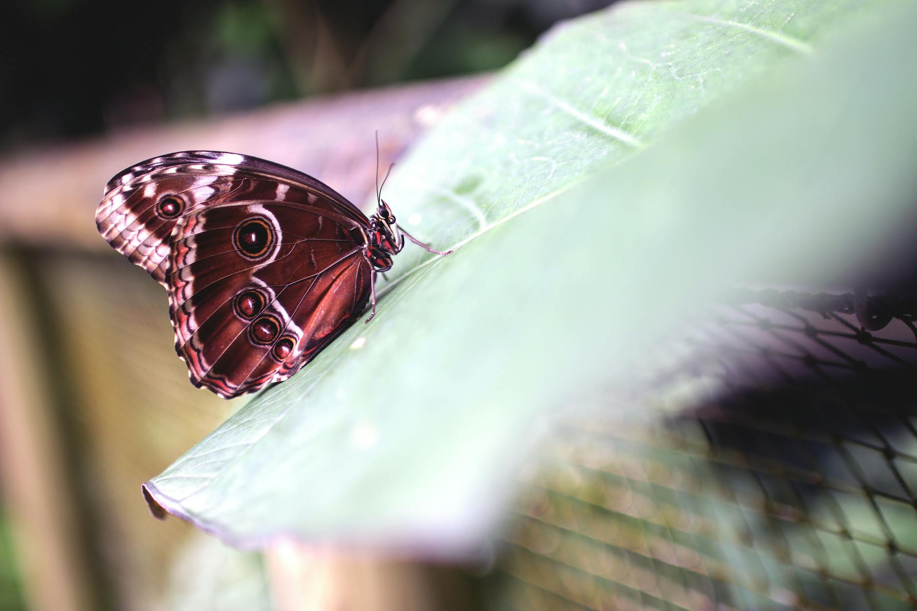 Metamorfosis