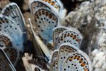 butterflies, hhehechel-bluish, polyommatus icarus